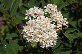 Sorbus sitchensis 7147