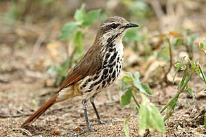 Spotted Morning-Thrush, Lake Manyara, Tanzania (8494811223).jpg