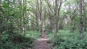 Stanmore Country Park 3
