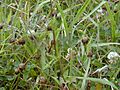 Starr 030405-0074 Medicago polymorpha