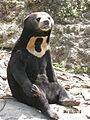 Sunbear wiki
