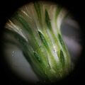 Symphyotrichum lateriflorum 25179760