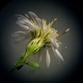 Symphyotrichum lateriflorum 25179771