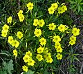 TAU-2013-Oxalis 0039a-ZachiEvenor