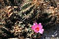 Thelocactus bicolor - 大統領(だいとうりょう) (3897866806)