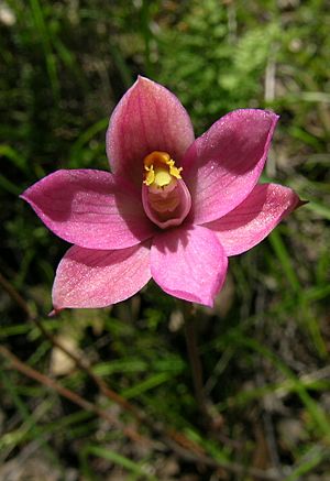 Thelymitra carnea (19805742272) (cropped).jpg