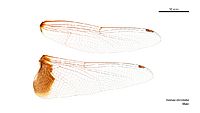 Tramea stenoloba male wings (34899018712)