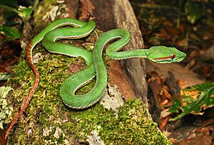 Trimeresurus popeorum adult male