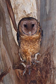 Tyto novaehollandiae castanops female - Port Arthur