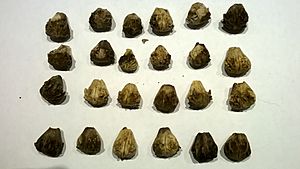 Vitex Lucens- Pururi nuts-seeds 20170423