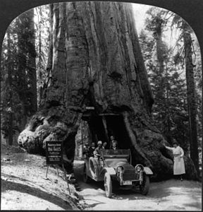 Photo of the tree from June, 1918. Tree has a tunnel through center of trunk. There is a car passing through the trunk.