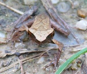 Xenophrys minor, Serzhong, Mongar, Bhutan
