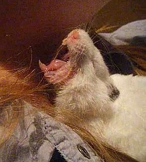 Yawning white syrian hamster