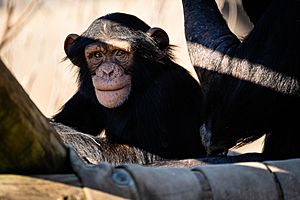 Young Chimpanzee at LR Zoo
