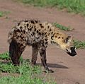 Young spotted hyena, Serengeti, Tanzania