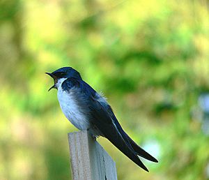 A male tree swallow