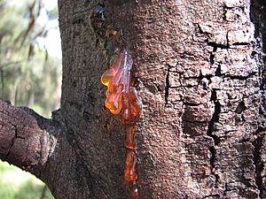 Acacia pycnantha trunk and gum 8921