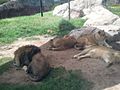 African Lions at El Paso Zoo