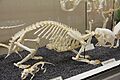 African Porcupine Skeleton