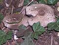 Agaricus perobscurus