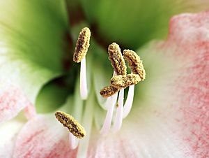 Amaryllis stamens aka