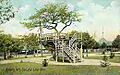 Apple Tree, Canobie Lake Park