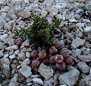 Astragalus montii.jpg