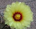 Astrophytum capricorne 160988