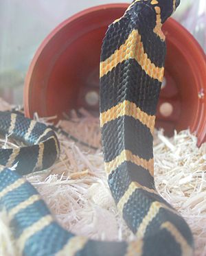Baby king cobra neck pattern