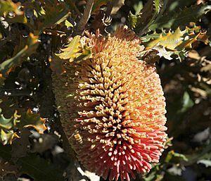 Banksia caleyi-6