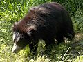 Bear95