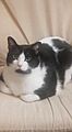 Bicolor cat - Black and White