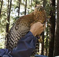 Black Sparrowhawk juvenile x