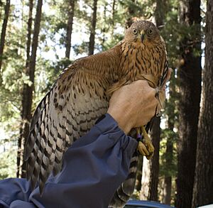 Black Sparrowhawk juvenile x