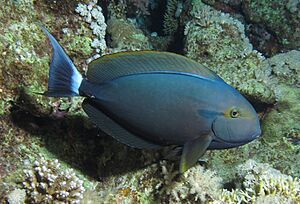 Black surgeonfish, Acanthurus gahhm at Abu Dabab Reefs, Red Sea, Egypt.jpeg