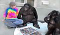 Bonobos Kanzi and Panbanisha with Sue Savage-Rumbaugh