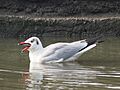 Brown Headed Gull With Fish Navi Mumbai