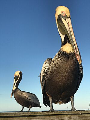 Brown Pelican at Pleasure IslandJM