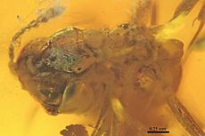 Brownimecia clavata AMNH-NJ667 holotype 02