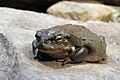 Bufo-alvarius-coloradokröte
