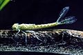 CSIRO ScienceImage 2194 Dragonfly Nymph