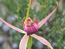 Caladenia decora 02