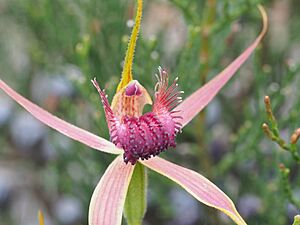Caladenia decora 02