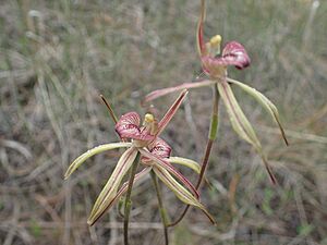 Caladenia doutchiae 02