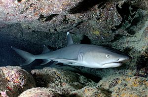 Carcharhinus albimarginatus-shark.jpg