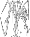 Carex willdenowii drawing 1.png