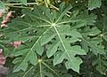 Carica papaya leaf 14 07 2012