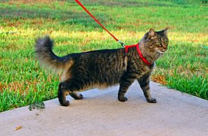 Cat harness and leash.jpg