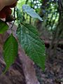 Celtis laevigata leaf