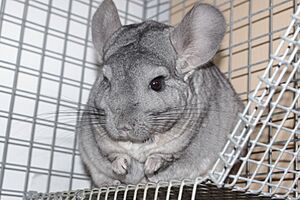 Chinchilla in captivity